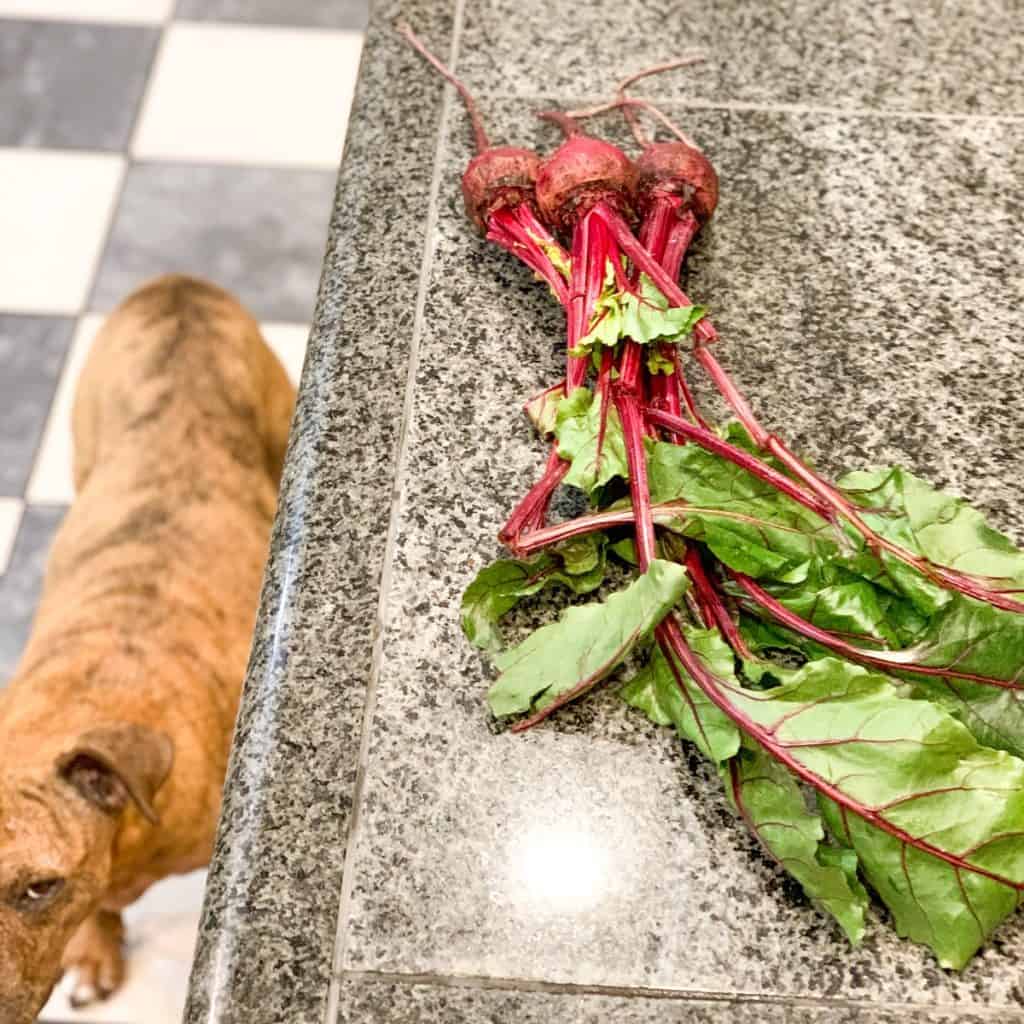 on the left is a photo of Bree, the rescued pit bull, side-eyeing the bunch of fresh beets with green tops on top of the kitchen counter for the detox beet soup.