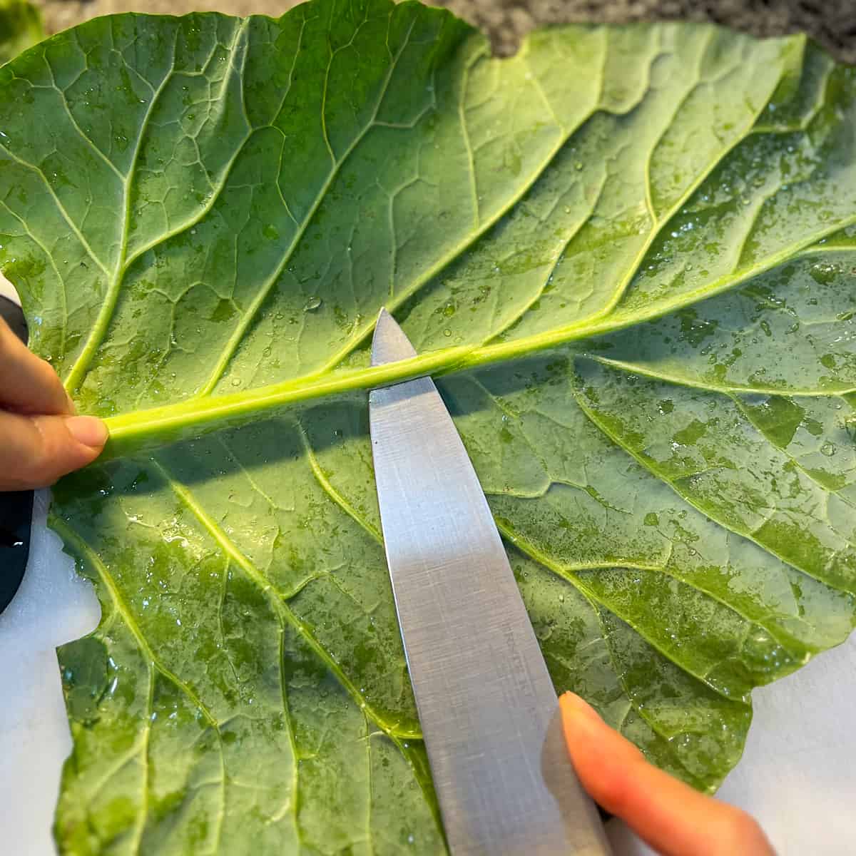 collard green leaf with stem being trimmed with a knife