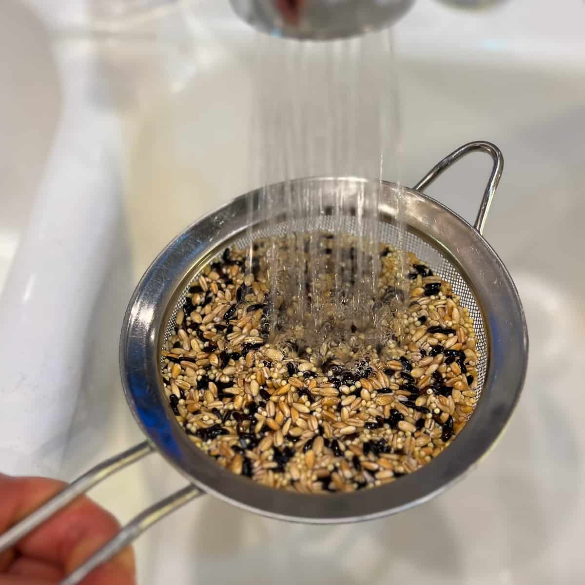 a fine mesh strainer with ancient grains being rinsed with running water over a white kitchen sink